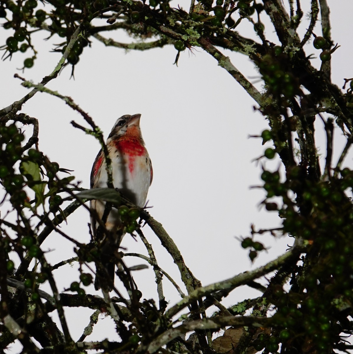 Rose-breasted Grosbeak - ML646471981