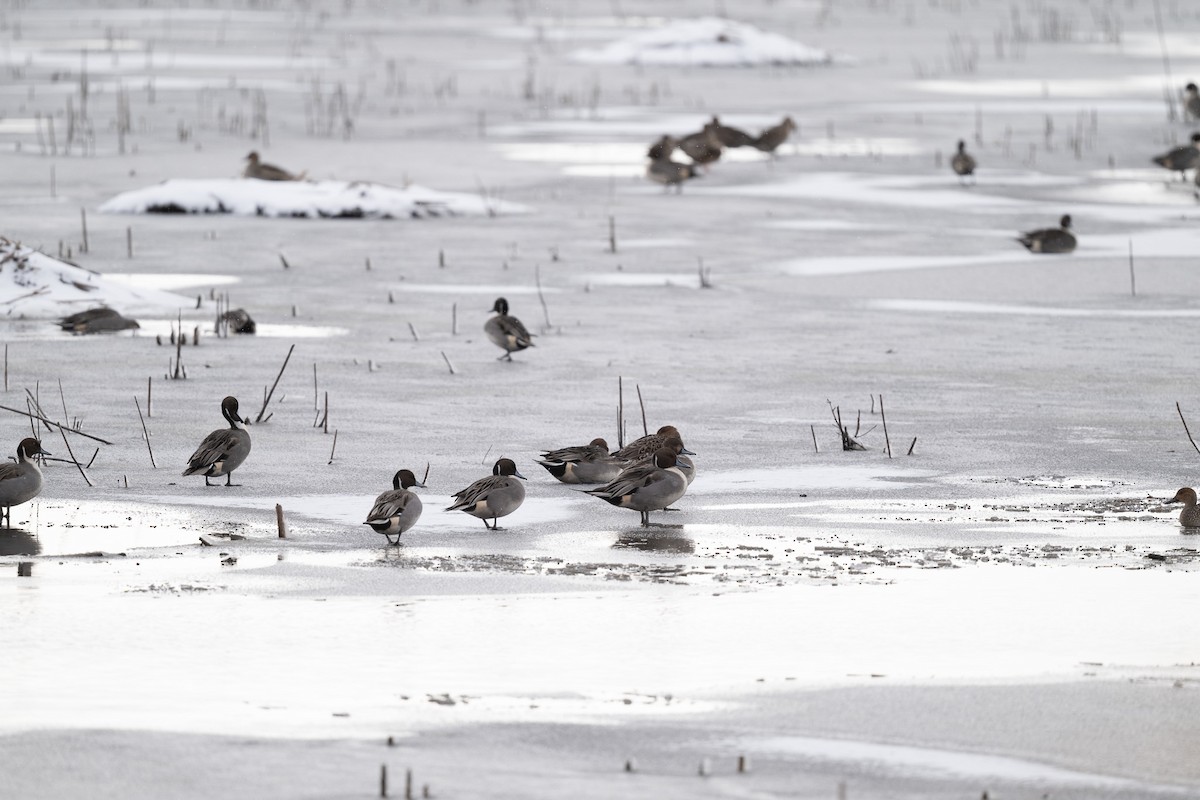 American Black Duck - ML646471982