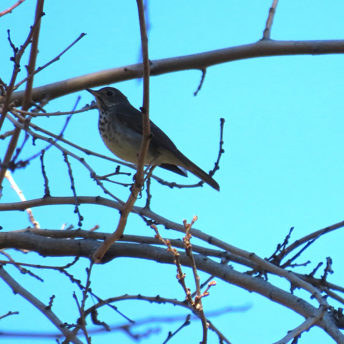 drozd rezavoocasý - ML646471984