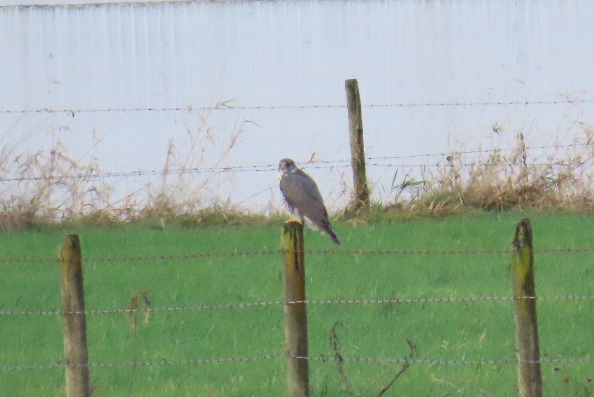 Faucon gerfaut - ML646471985