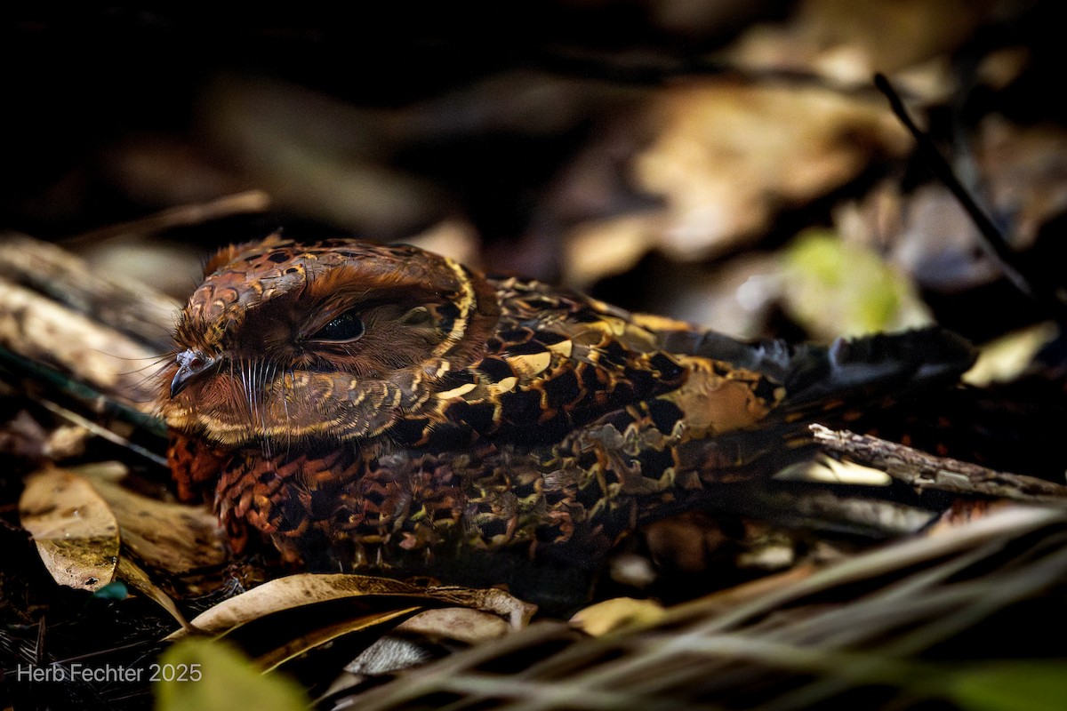 Collared Nightjar - ML646471987
