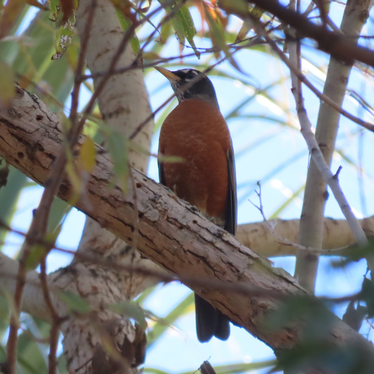 drozd stěhovavý - ML646471988