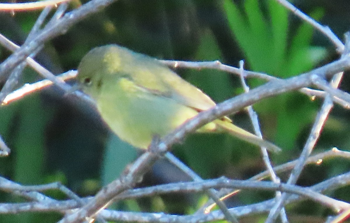 Orange-crowned Warbler - ML646471989