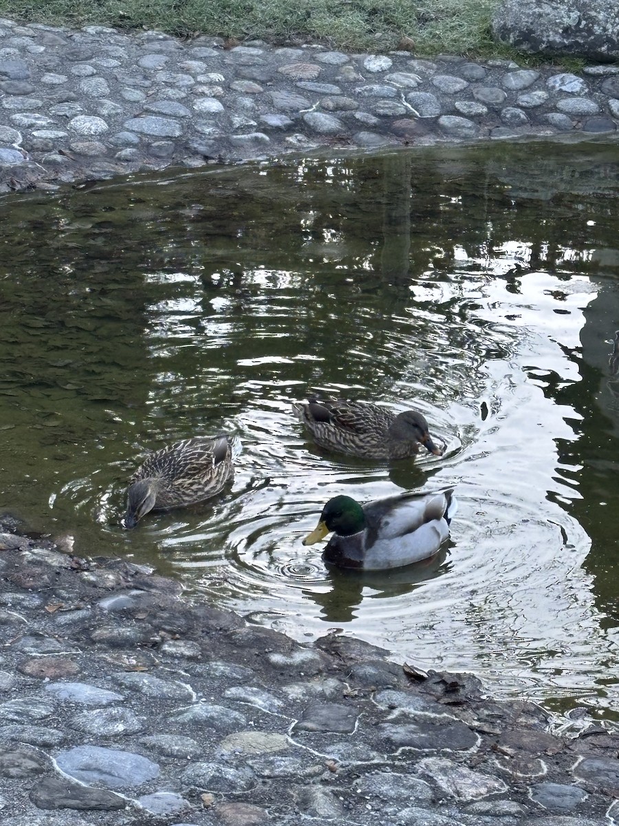 ברכיה - ML646471990