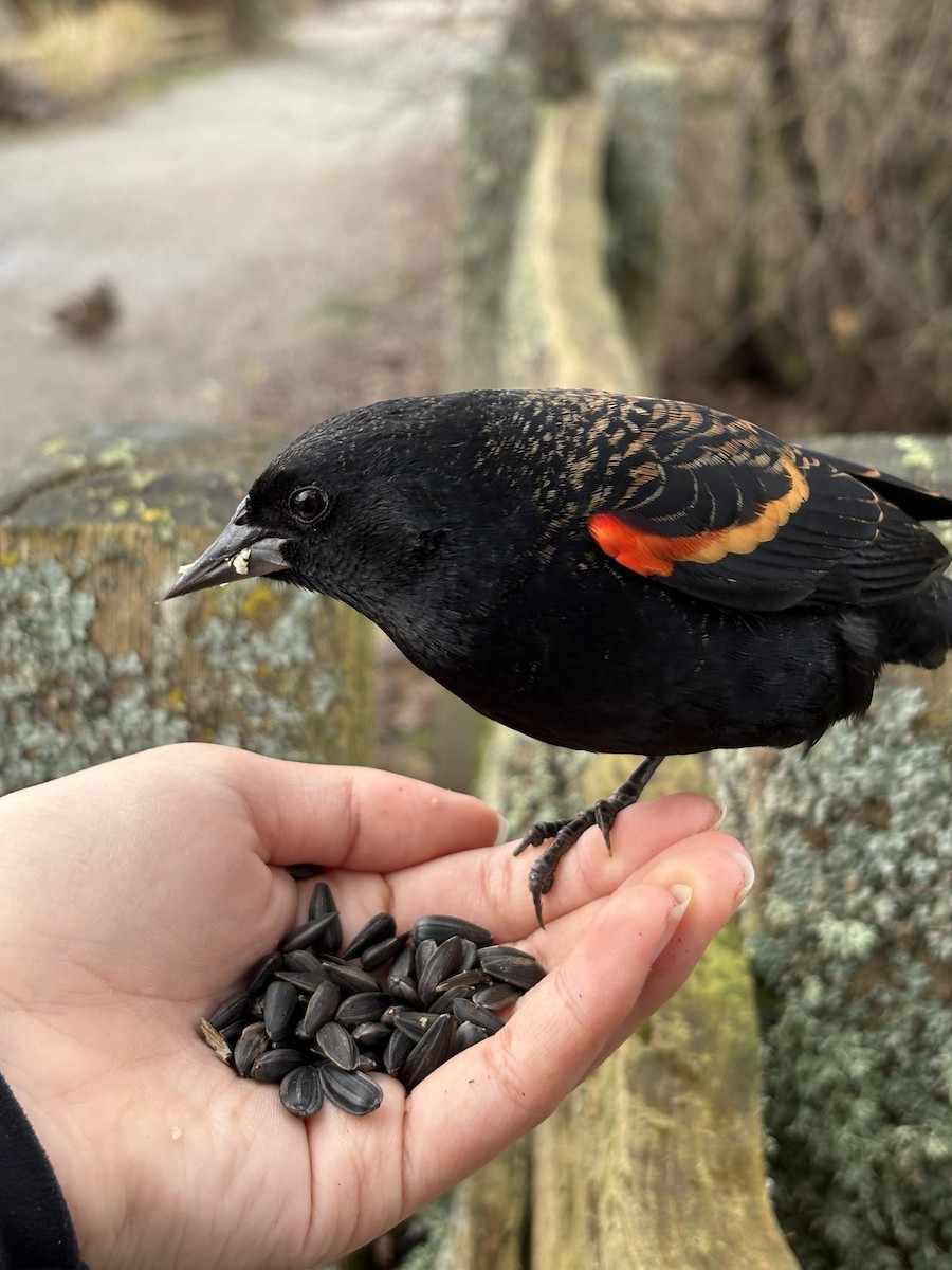 שחרורית אדומת-כנף - ML646471991