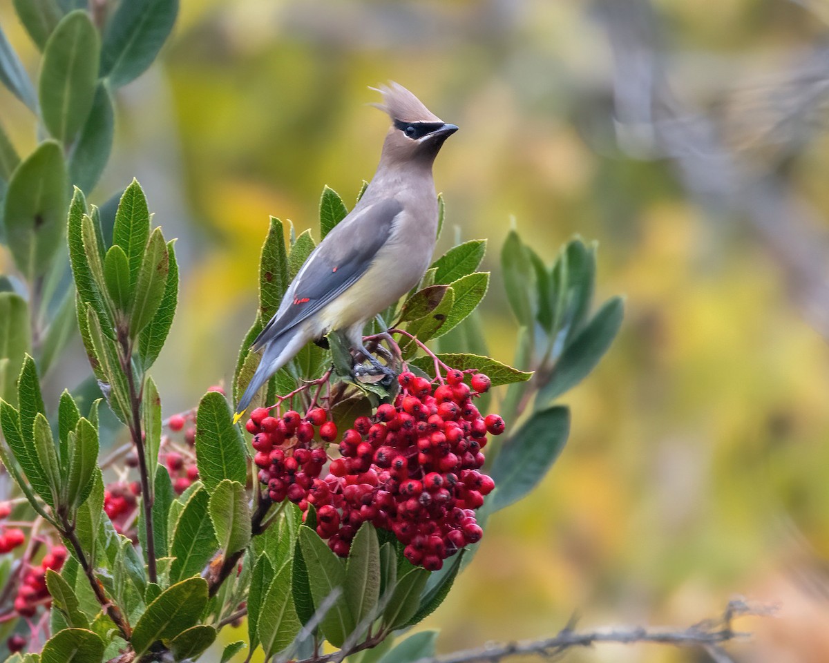 ציצנית אמריקנית - ML646471992