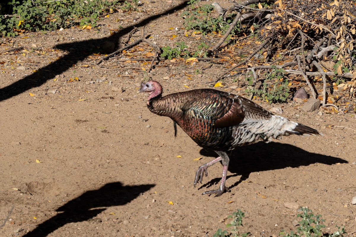 הודן בר - ML646471993