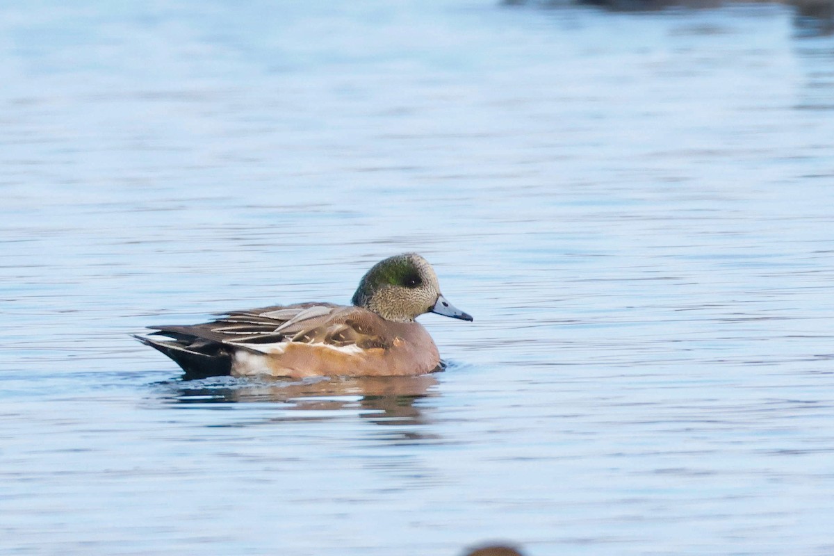 ברווז אמריקני - ML646471994