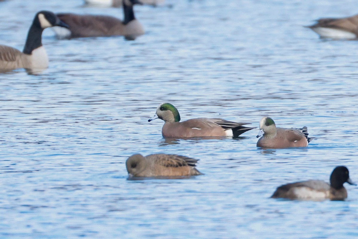 ברווז אמריקני - ML646471995