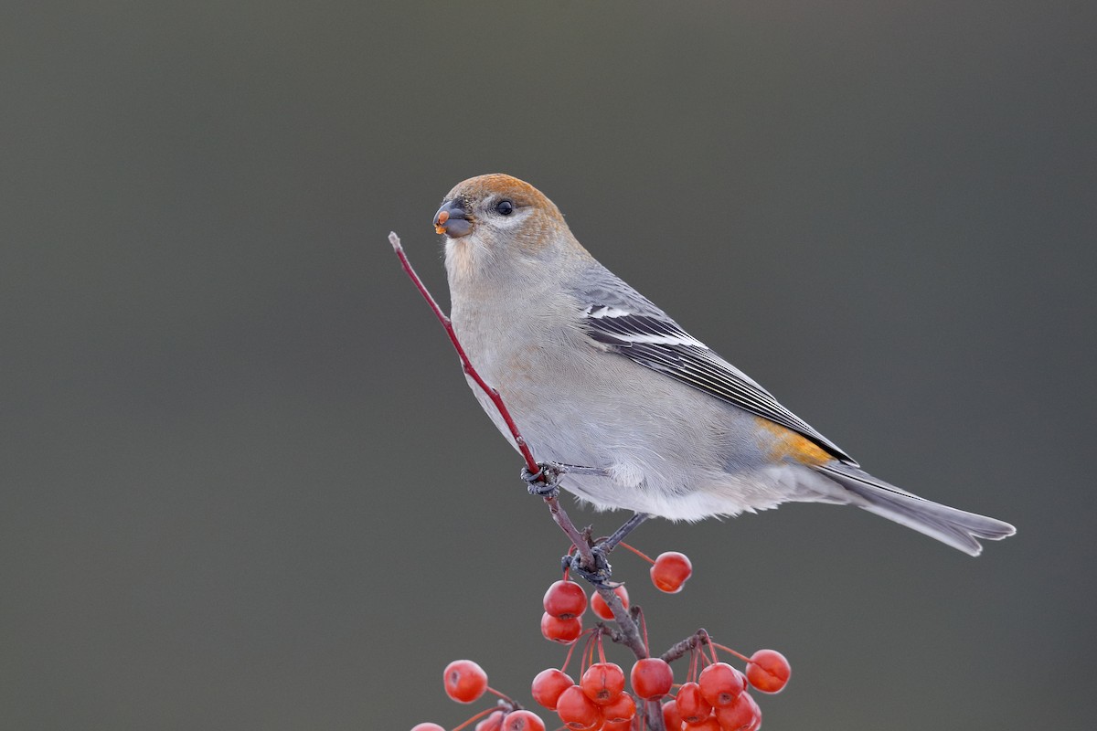 ギンザンマシコ - ML646471996