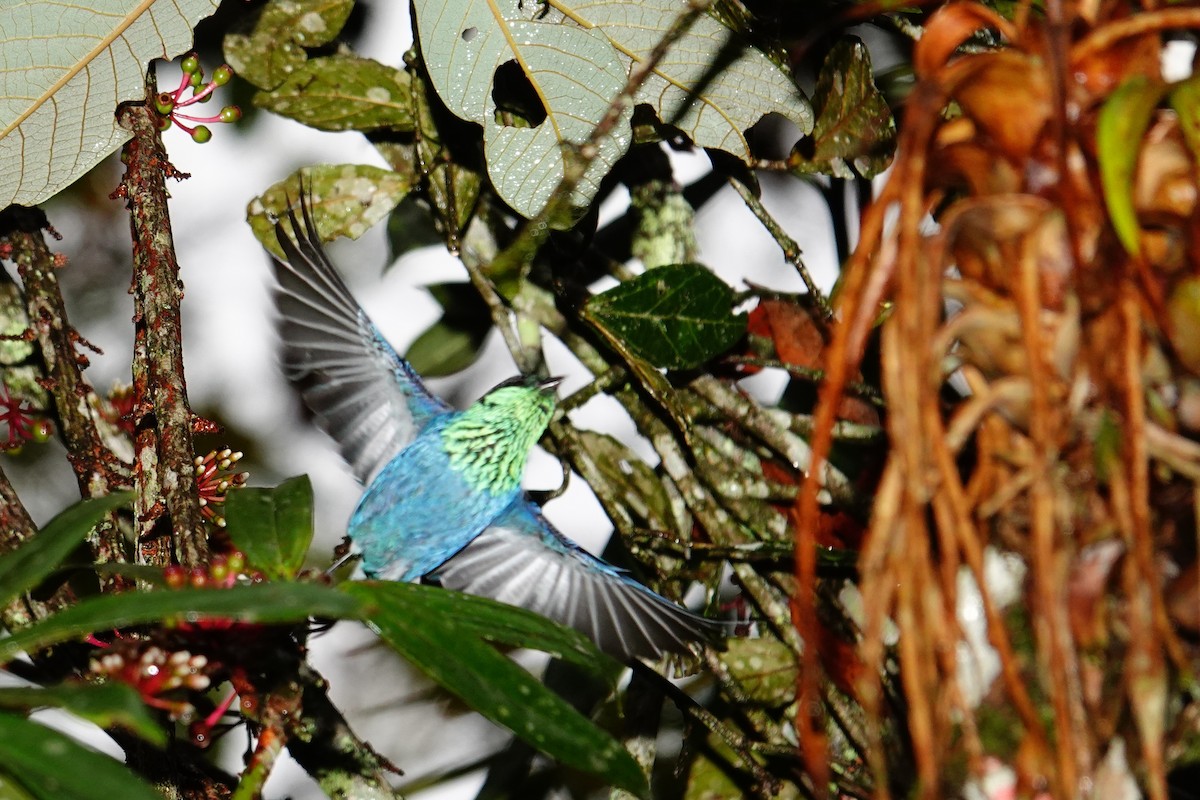 Black-capped Tanager - ML646471997