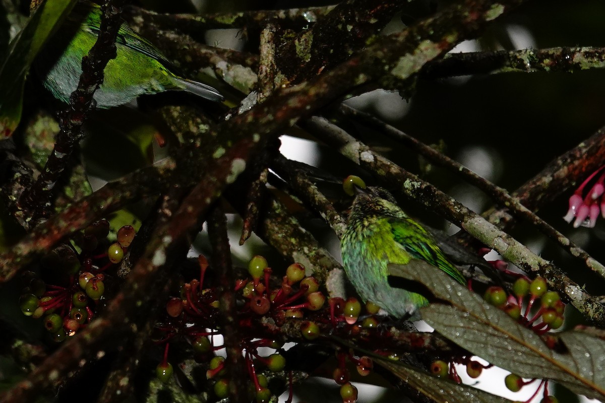 Black-capped Tanager - ML646471998