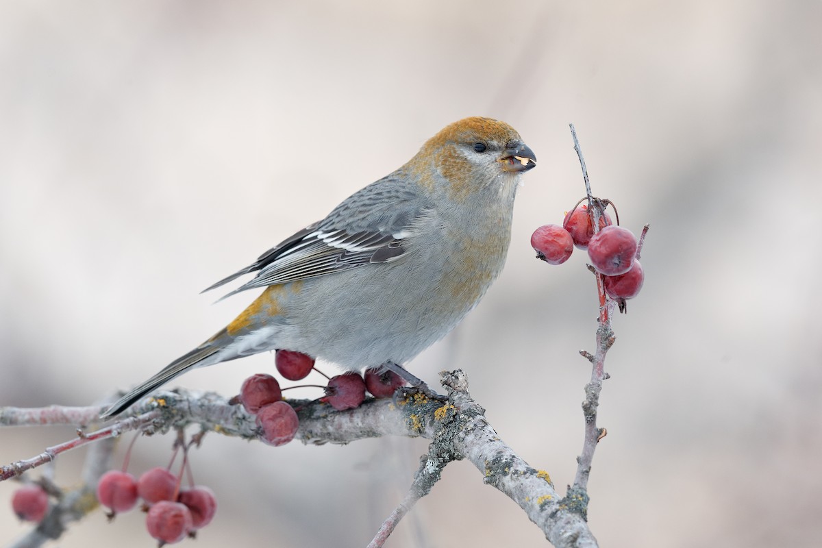 ギンザンマシコ - ML646472006