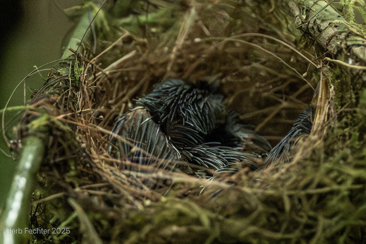 Spectacled Tetraka - ML646472007