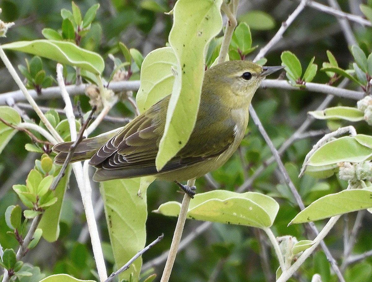 Tennessee Warbler - ML646472008
