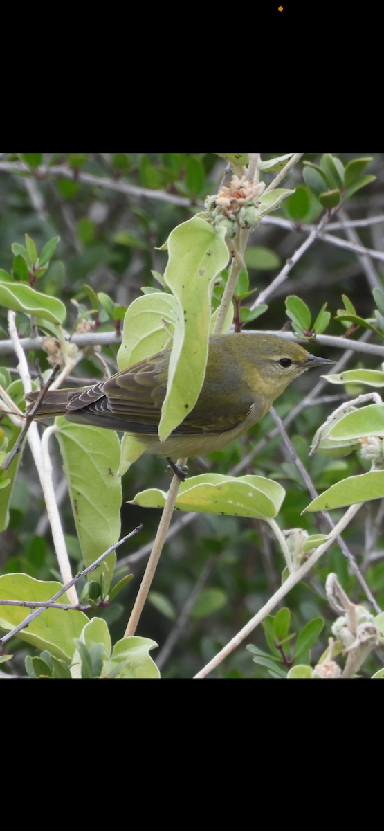 Tennessee Warbler - ML646472009