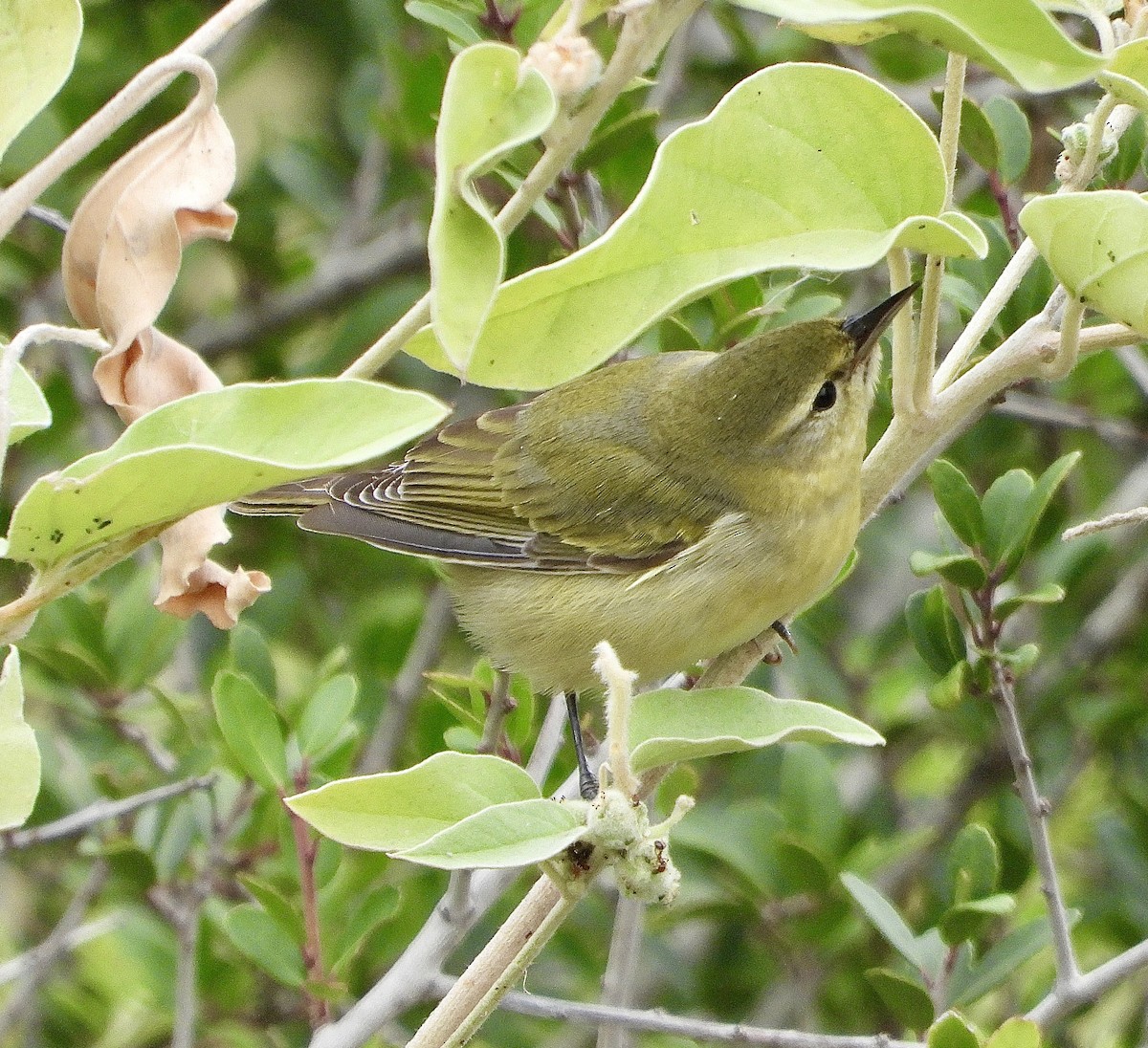 Tennessee Warbler - ML646472010