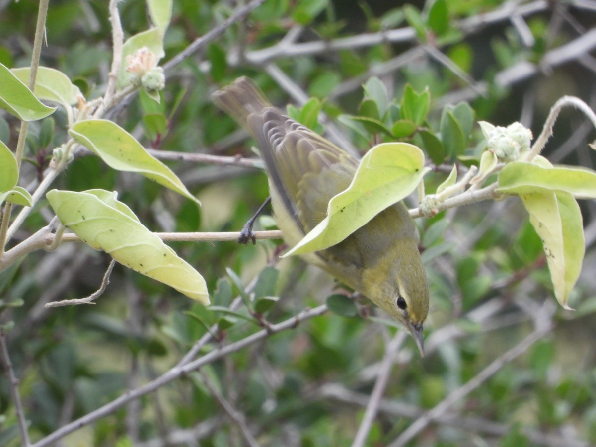 Tennessee Warbler - ML646472011