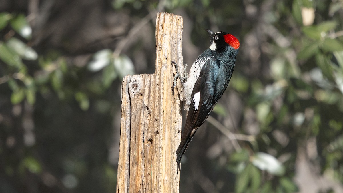 Acorn Woodpecker - ML646472012