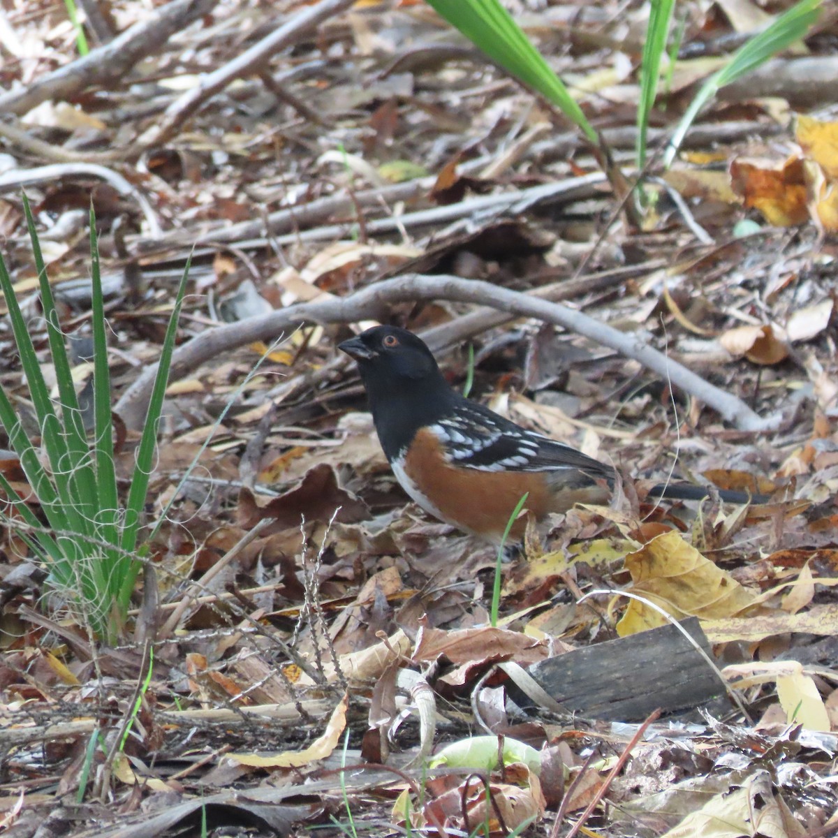 Spotted Towhee - ML646472013