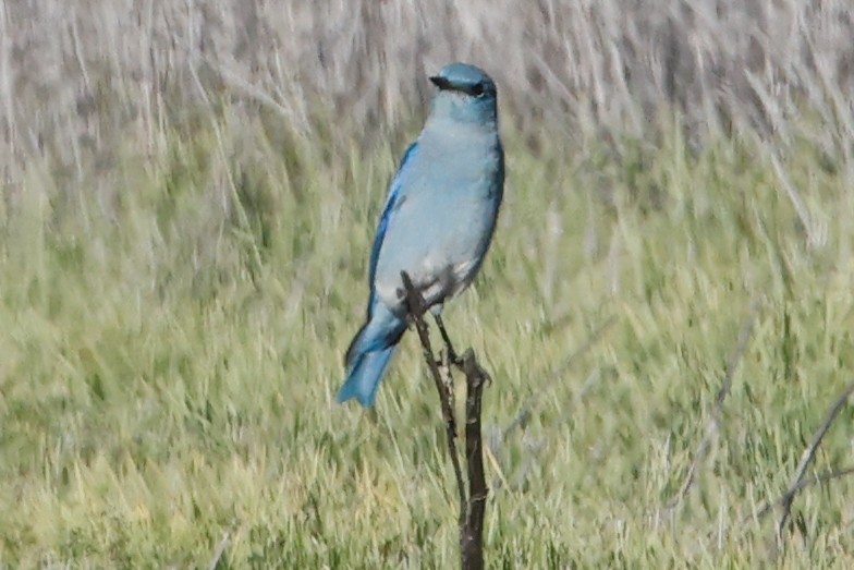 Mountain Bluebird - ML646472015