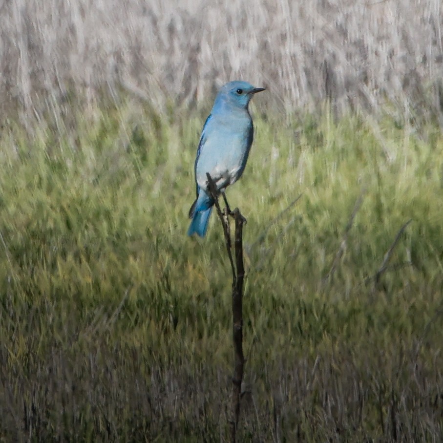 Mountain Bluebird - ML646472016