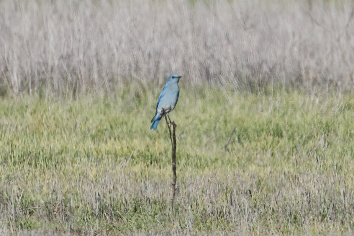 Mountain Bluebird - ML646472017