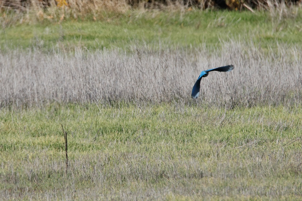 Mountain Bluebird - ML646472019