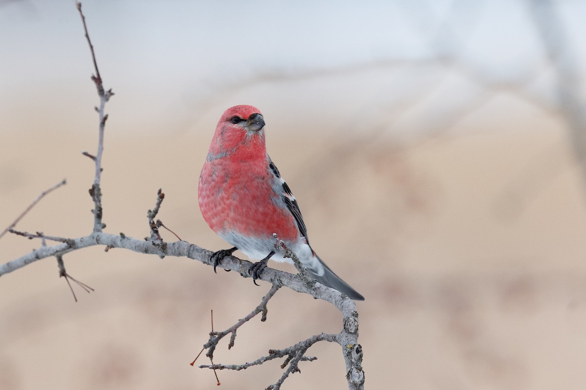 ギンザンマシコ - ML646472020