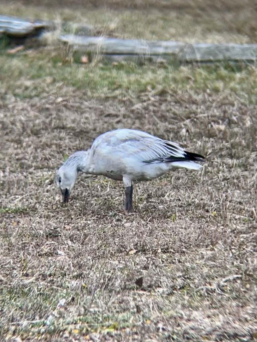 אווז שלג - ML646472022