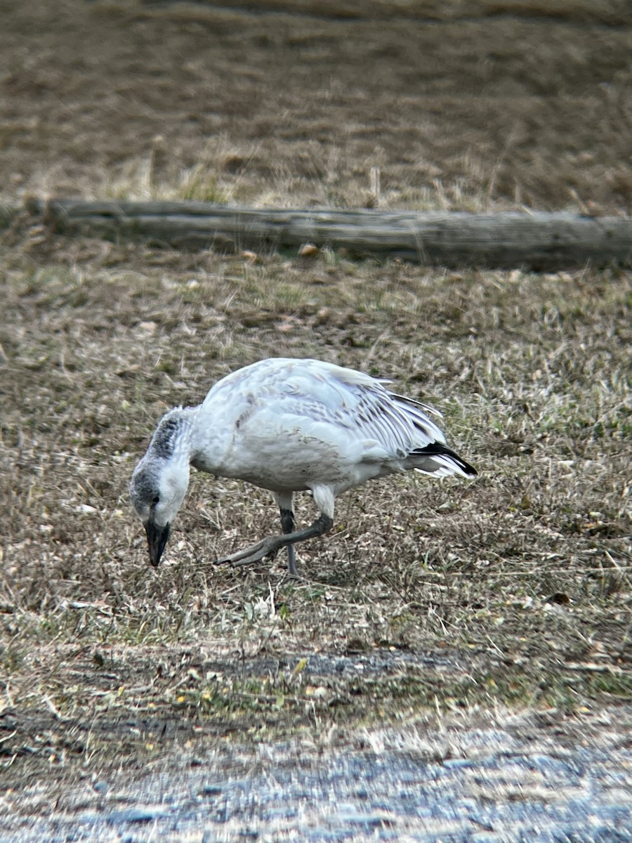 אווז שלג - ML646472023