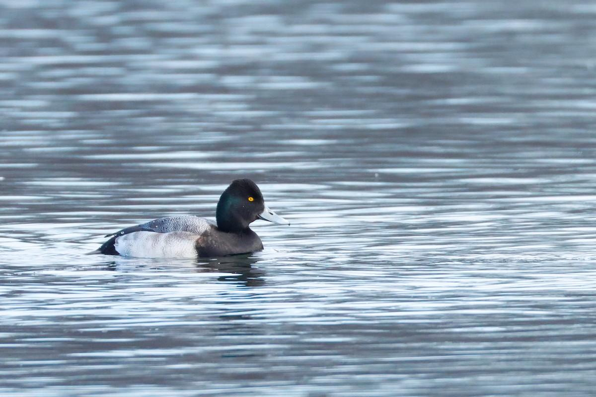 צולל צווארון - ML646472026