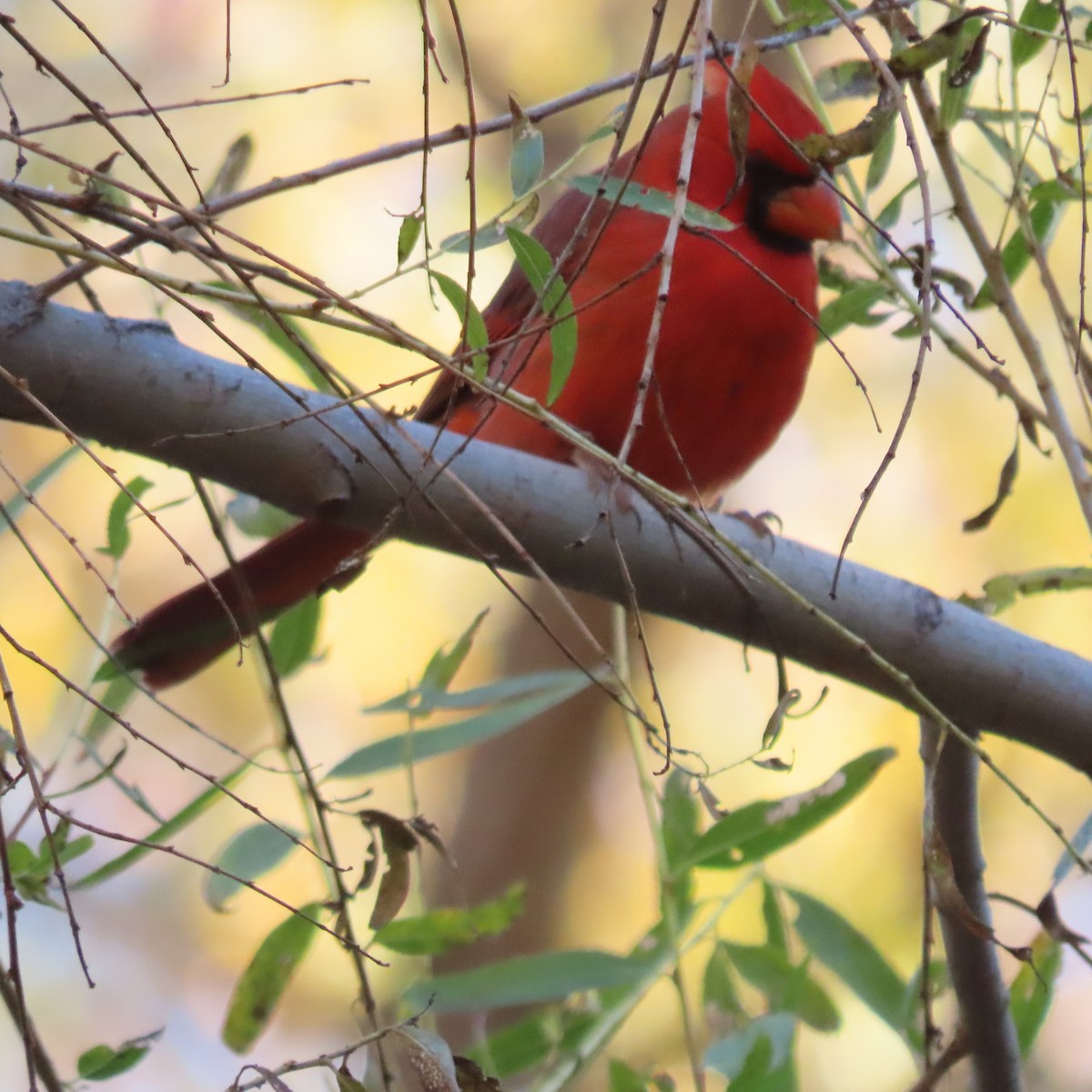 קרדינל צפוני - ML646472027