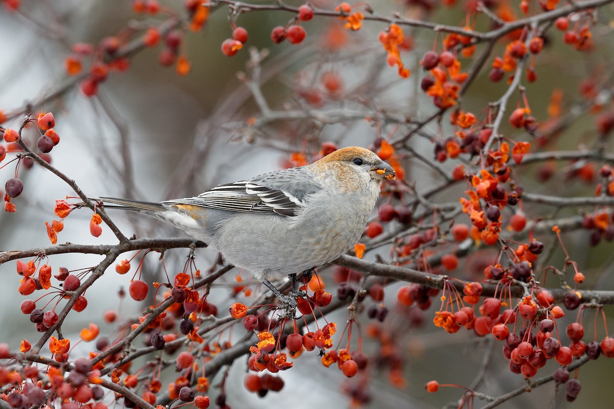 ギンザンマシコ - ML646472028