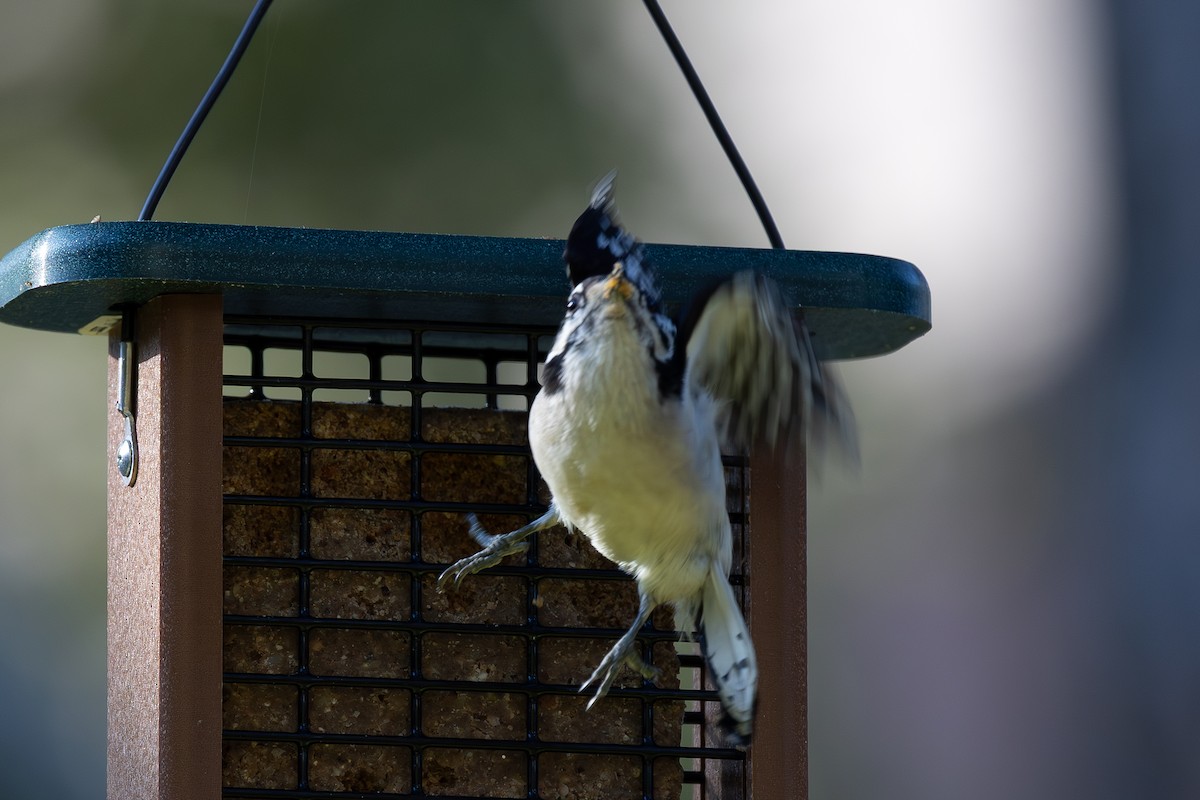 Downy Woodpecker - ML646472034
