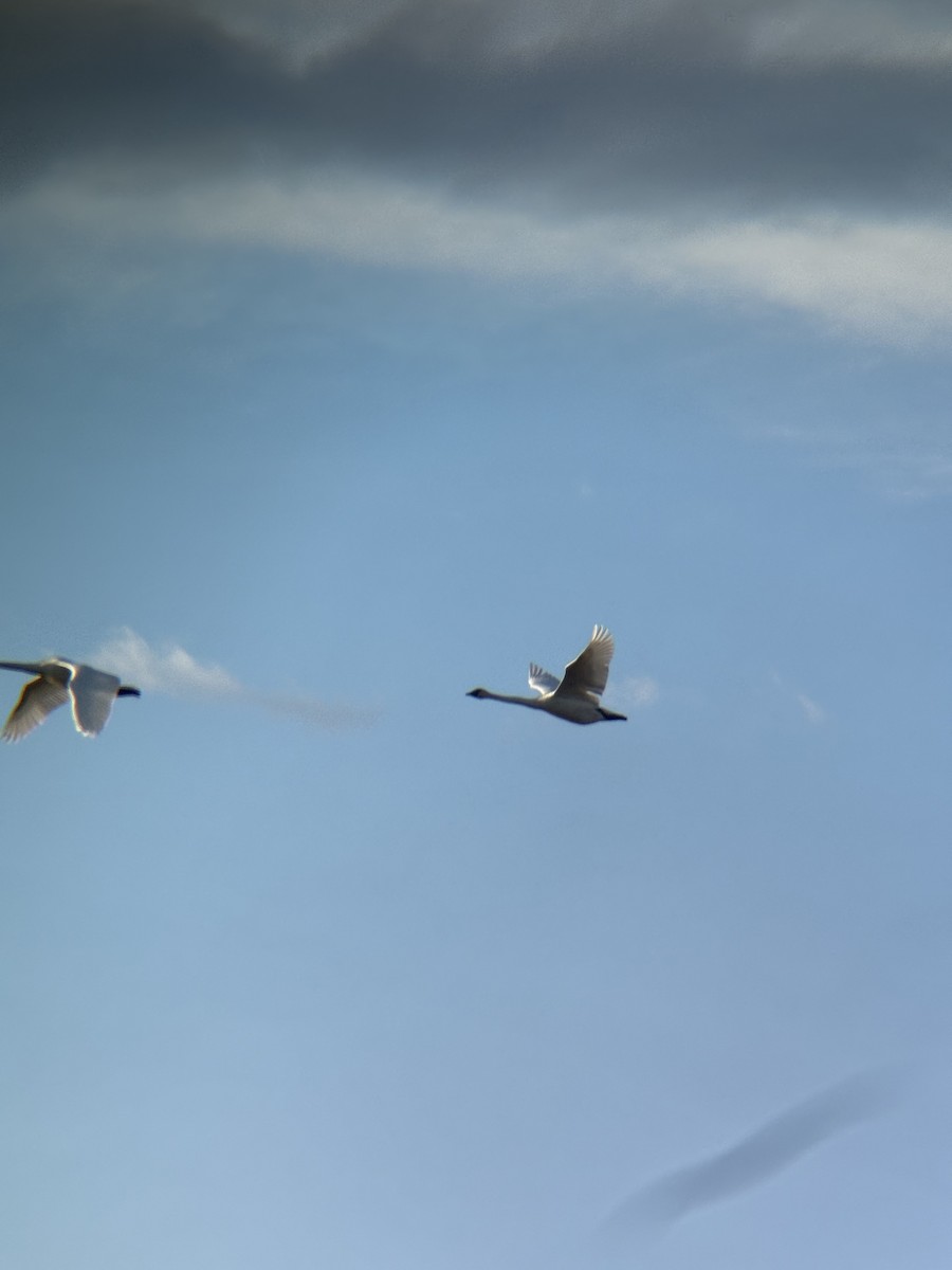 Trumpeter Swan - ML646472035