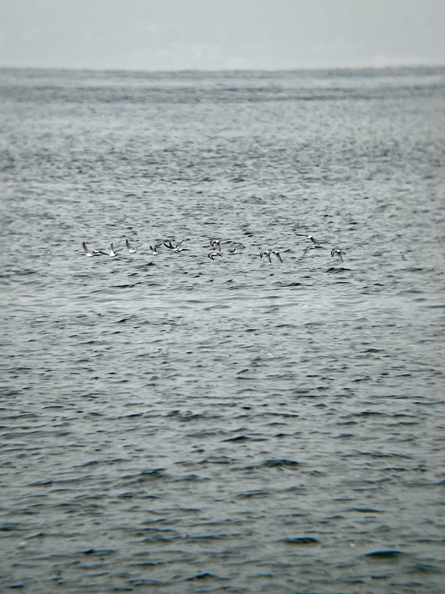 Sanderling - ML646472036