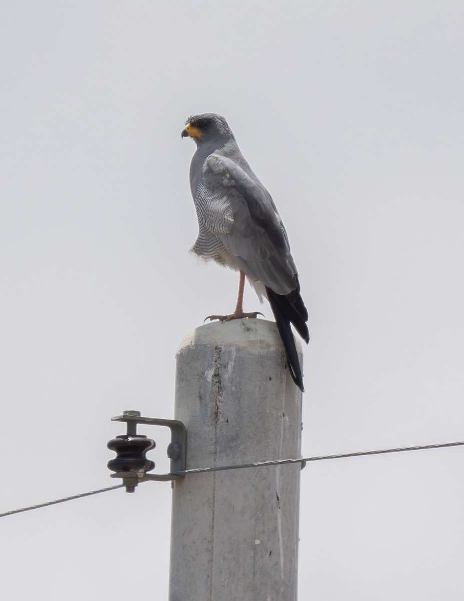 נץ קולני מזרחי - ML646472037