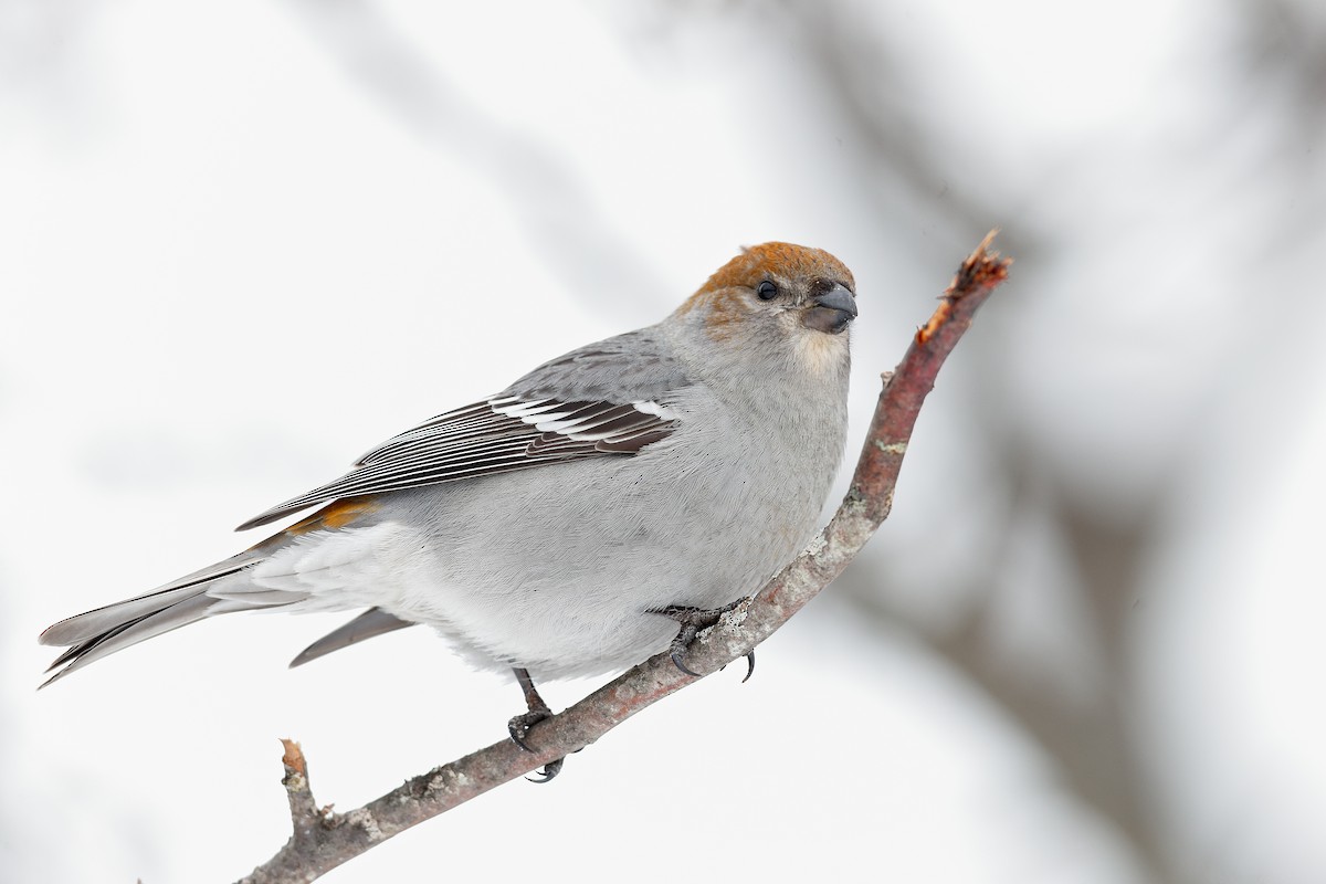 ギンザンマシコ - ML646472038