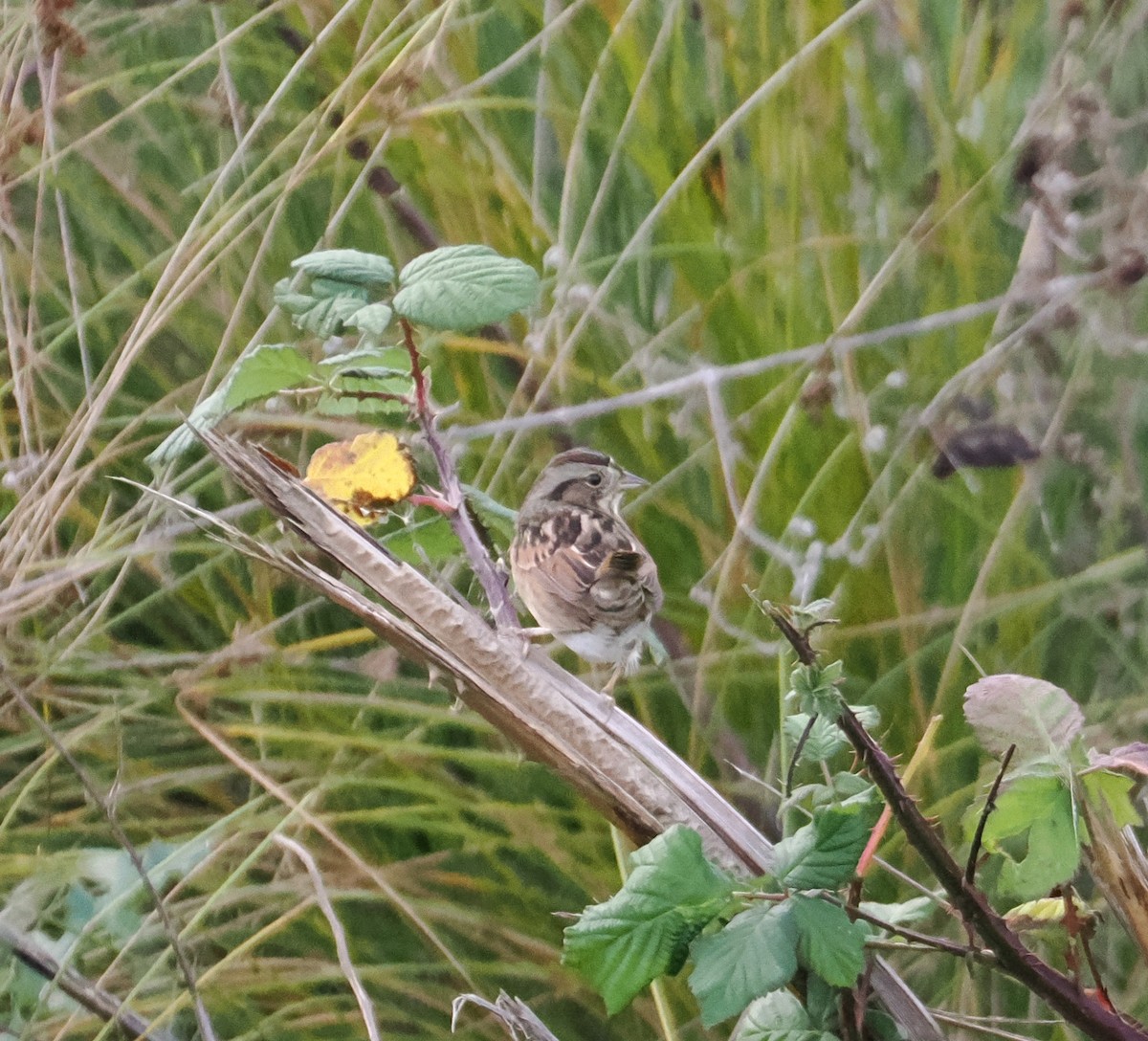 Swamp Sparrow - ML646472039