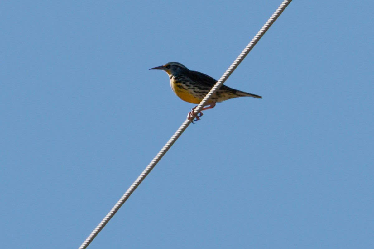 Western Meadowlark - ML646472040