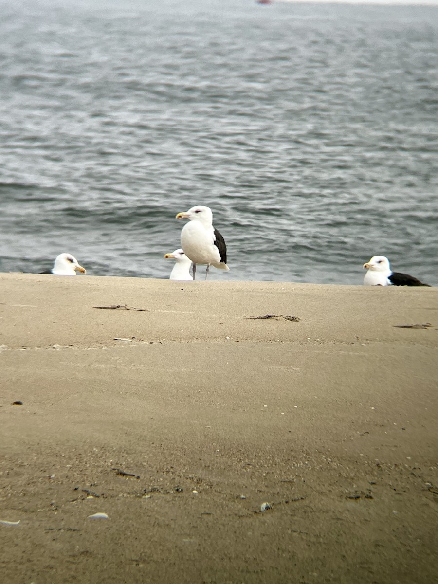 Great Black-backed Gull - ML646472042