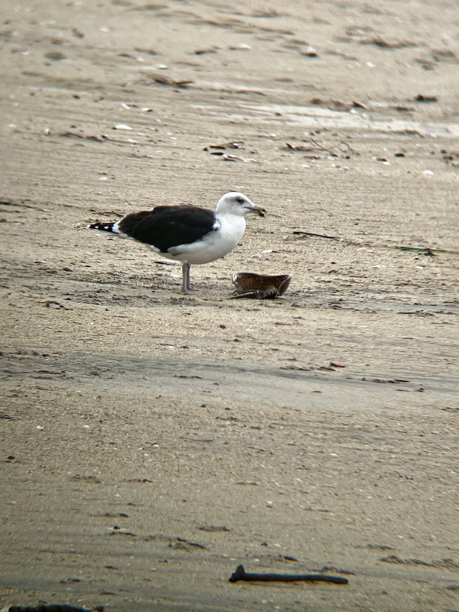 Great Black-backed Gull - ML646472043