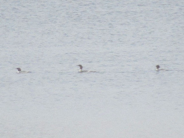 Common Merganser - ML646472045