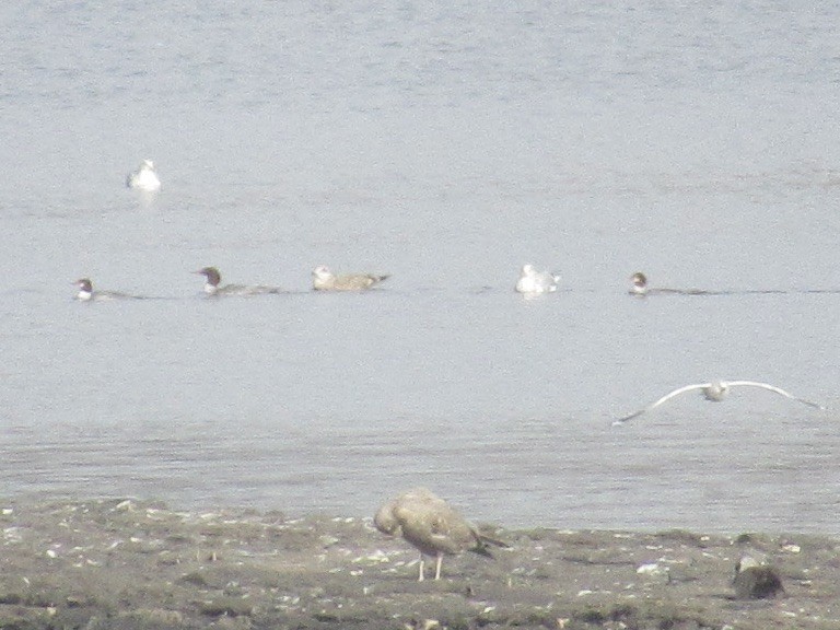 Common Merganser - ML646472046