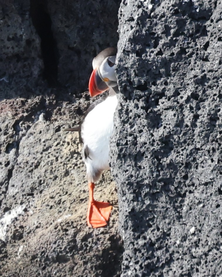 Atlantic Puffin - ML646472047