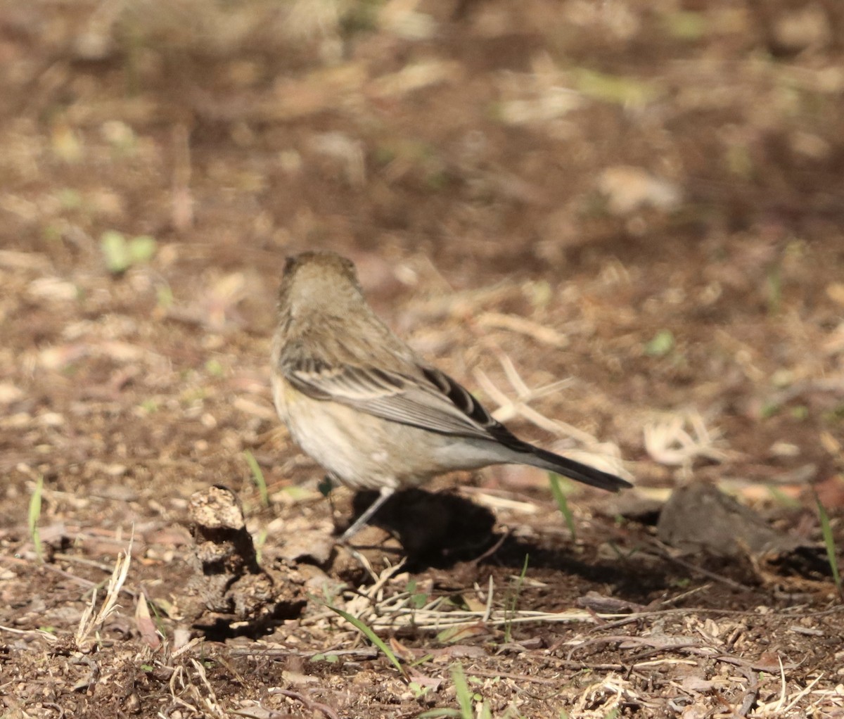 Yellow-rumped Warbler (Myrtle) - ML646472048