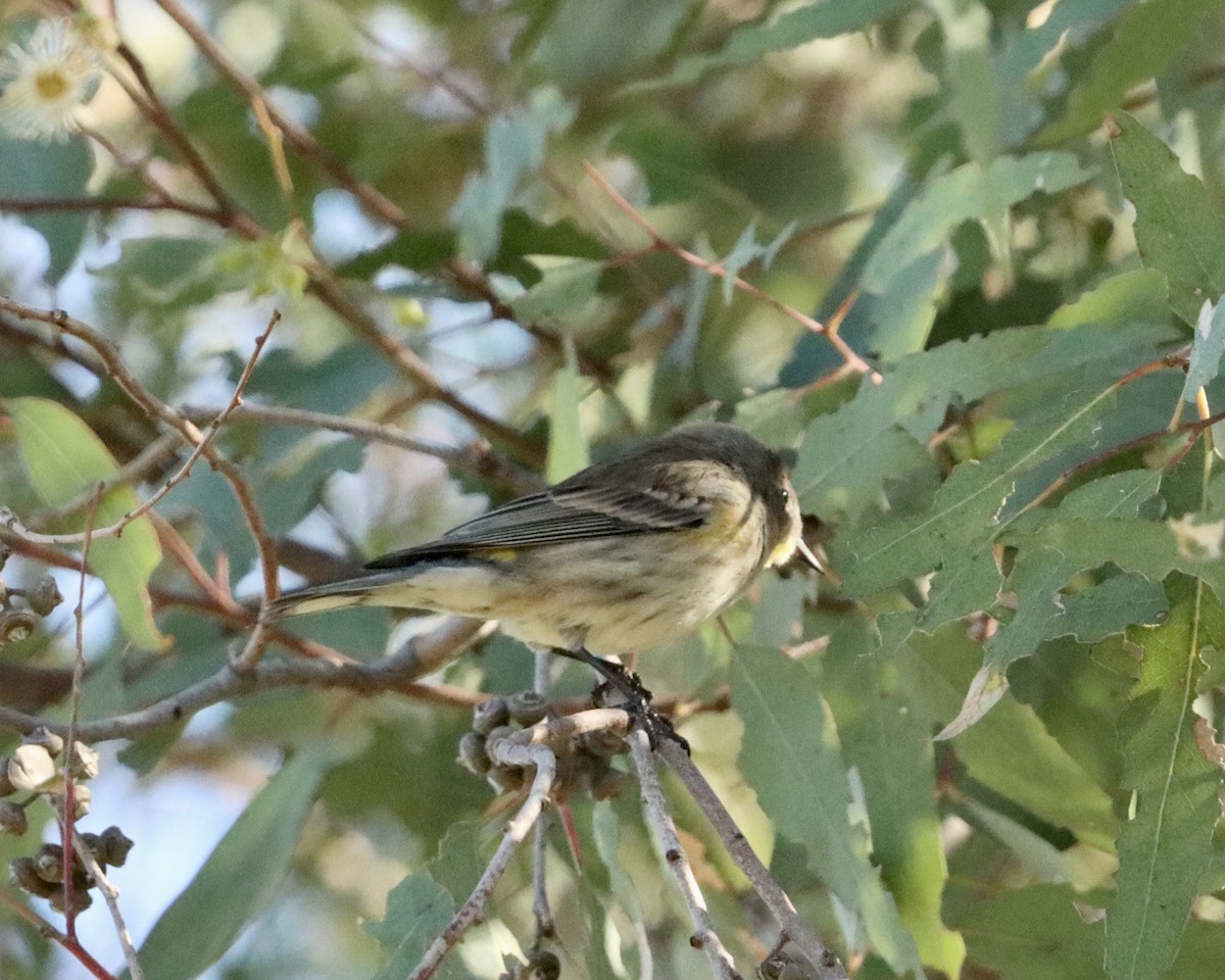 Yellow-rumped Warbler (Myrtle) - ML646472049