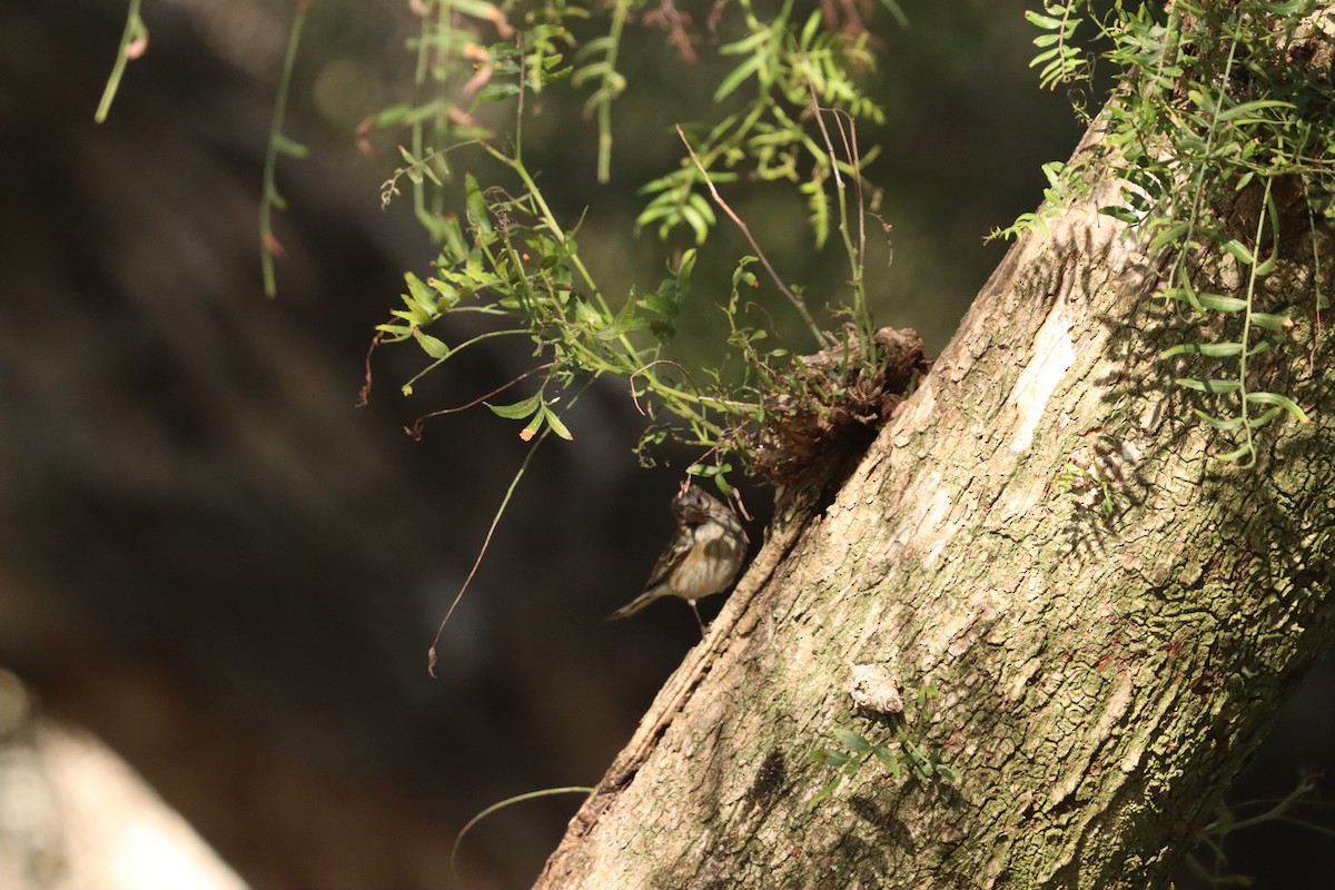 Yellow-rumped Warbler (Myrtle) - ML646472050