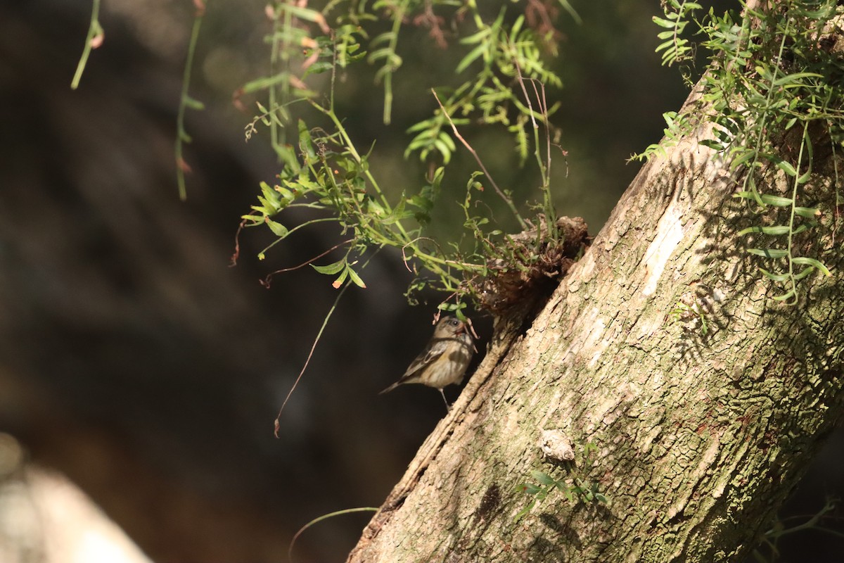 Yellow-rumped Warbler (Myrtle) - ML646472051